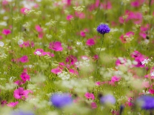 Flowers, grass, Meadow