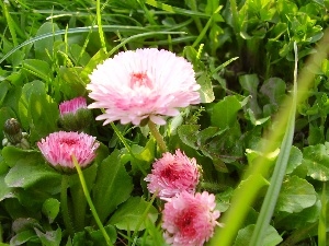 Flowers, grass, Pink