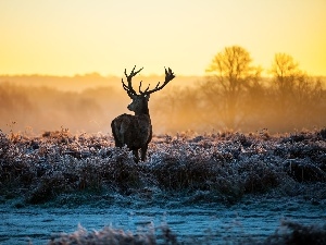 frosted, grass, deer