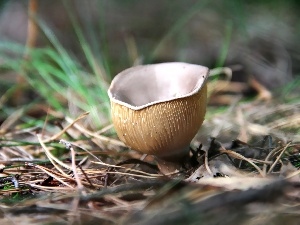 Gills, grass, Mushrooms