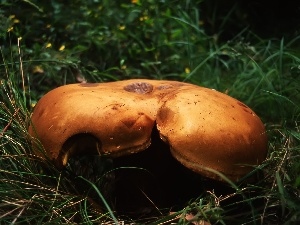 Hat, grass, Mushrooms