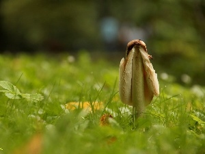 Hat, grass, Mushrooms