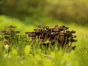 hats, grass, mushrooms