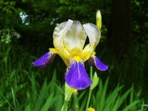 grass, iris