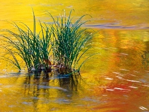 grass, lake