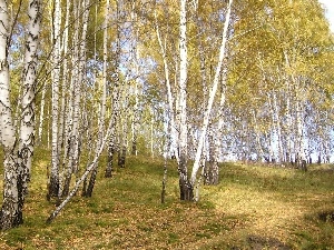 Leaf, grass, birch