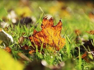 leaf, grass, dry