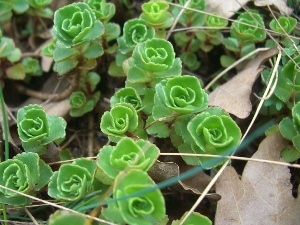 grass, dry, Sedum, Leaf, Caucasian