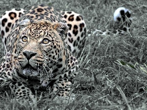 Leopards, grass, lurking