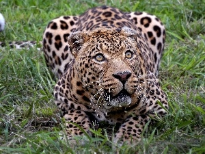 grass, Leopards