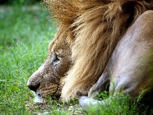 grass, Lion