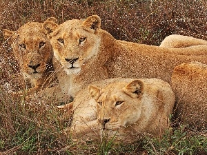 lions, grass, Three