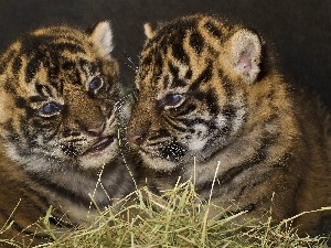 grass, Tigers, Two cars, little doggies