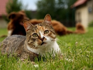 grass, The look, kitten