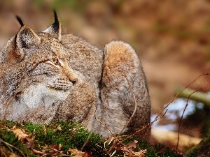 grass, Lynx