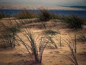 maritime, grass, Dunes
