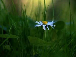 grass, daisy