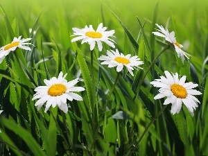 Meadow, grass, chamomile