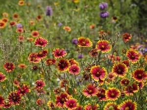 grass, Flowers, Meadow, color