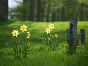 trees, grass, narcissus, viewes, car in the meadow