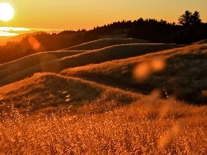 grass, rays, forest, west, Mountains, sun