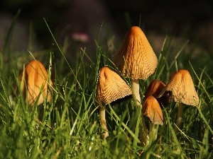 grass, mushroom