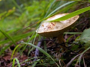 grass, Mushrooms