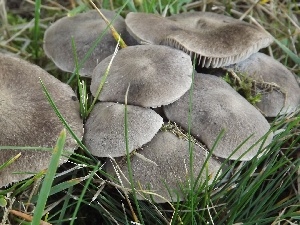 mushrooms, grass, gray