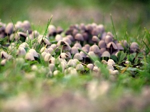 grass, mushrooms