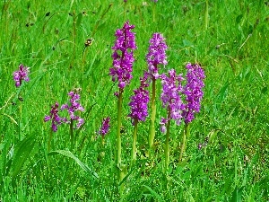 grass, orchids