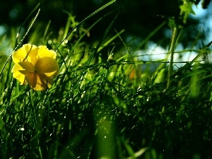 pansy, grass, Yellow