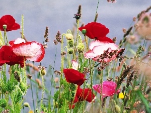 papavers, grass, color