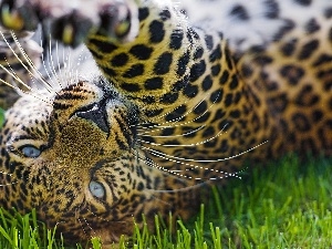 paw, grass, Leopards