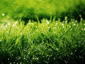 grass, Rain