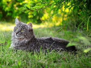 resting, grass, cat