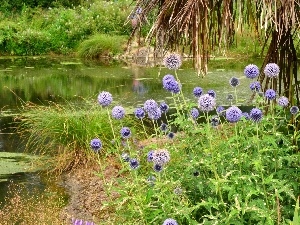 grass, Thistles, River, Bush