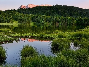 grass, woods, River, Mountains