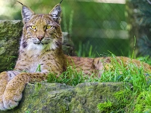 Rocks, grass, Lynx