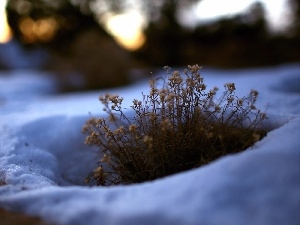 grass, Flowers, snow, dry