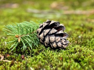 spruce, grass, cone