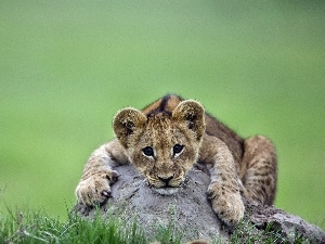 Stone, grass, lion