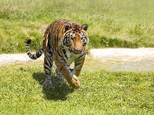 stream, grass, tiger