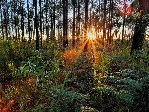 sun, grass, fern, forest, rays, trees, viewes