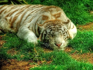 tiger, grass, sleepy
