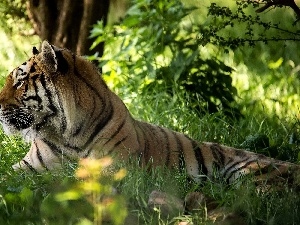 grass, viewes, tiger, trees