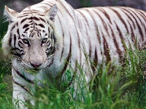 tiger, grass, White