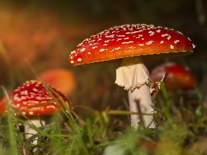 grass, toadstools