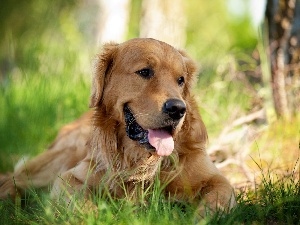 Tounge, grass, dog