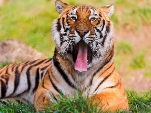 Tounge, grass, tiger