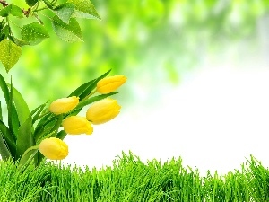 Tulips, grass, Yellow